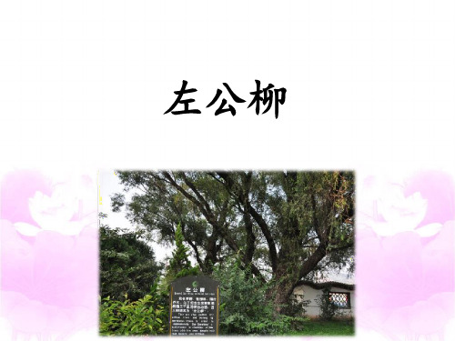 五年级下册语文课件-课文22《左公柳》语文S版(共33张PPT)