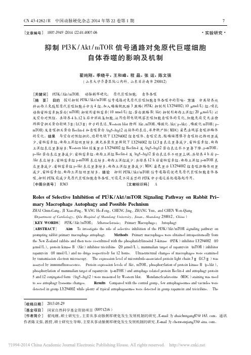 抑制PI3K_Akt_mTOR信号通路对兔原代巨噬细胞自体吞噬的影响及机制