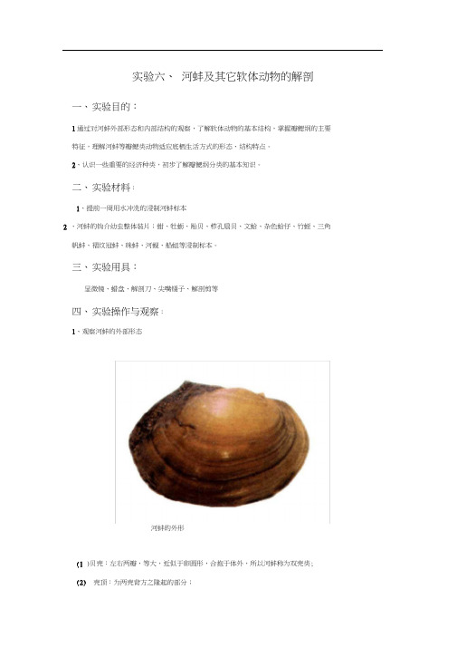 实验6河蚌解剖观察
