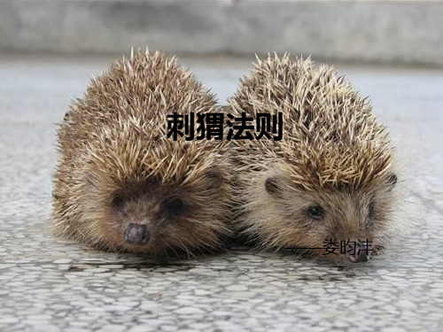 刺猬法则