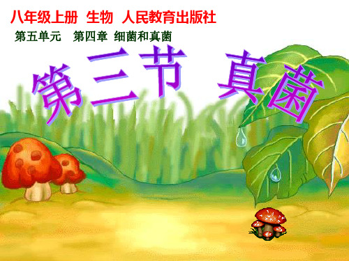 人教版初中生物课标版八年级上册第五单元第四章第三节 真菌(共29张PPT)