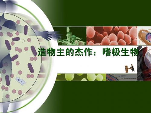 嗜极生物
