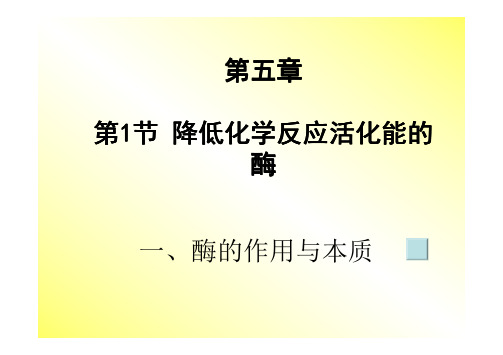 第五章 酶