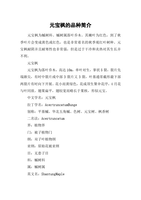 元宝枫的品种简介