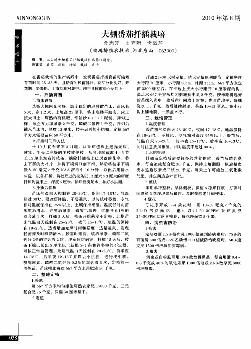 大棚番茄扦插栽培
