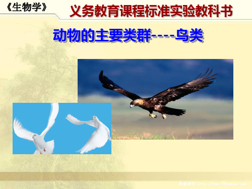 动物的主要类群——鸟类PPT课件