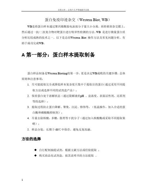 westernblotting实验操作步骤