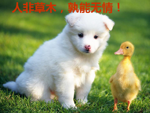 选择恰当的抒情方式(公开课)