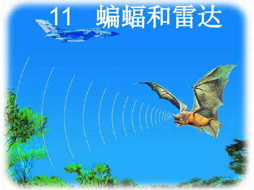 11  蝙蝠各雷达