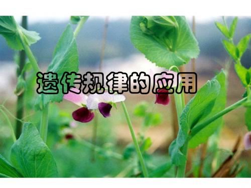 遗传规律的应用Microsoft PowerPoint 演示文稿