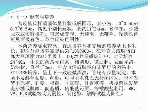 第六节鸭疫里氏杆菌