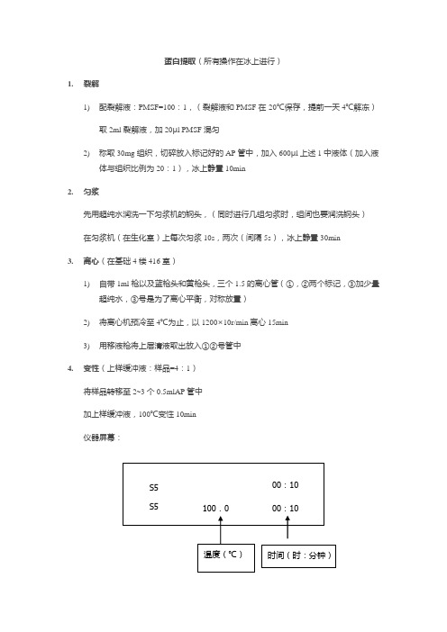 WB实验步骤详细总结材料