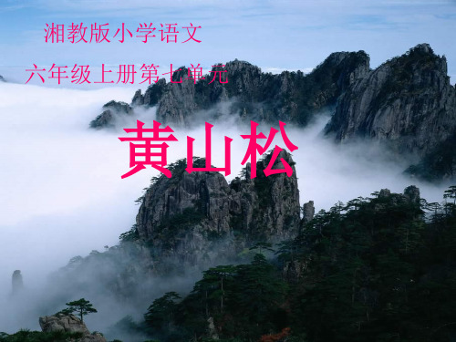 (精选)六年级语文上册第七单元黄山松PPT课件4湘教版