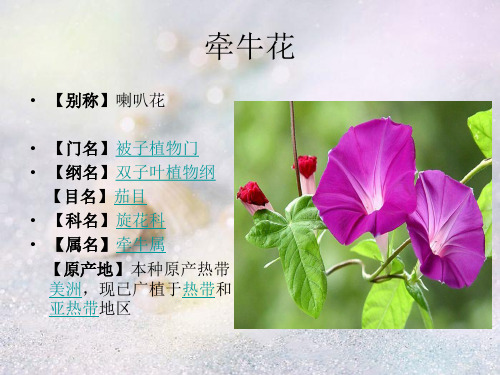 牵牛花