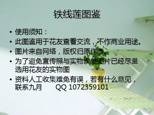 铁线莲图鉴1