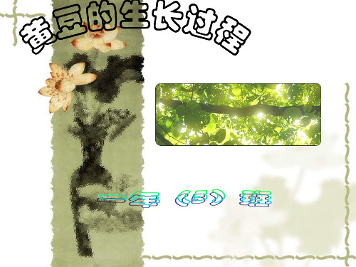 黄豆的生长过程ppt