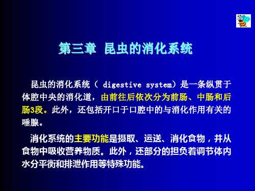 第3章消化系统