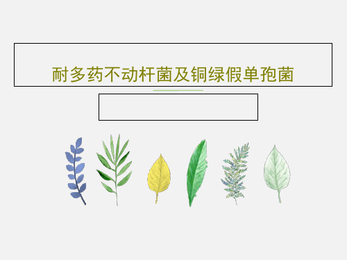 耐多药不动杆菌及铜绿假单孢菌64页PPT
