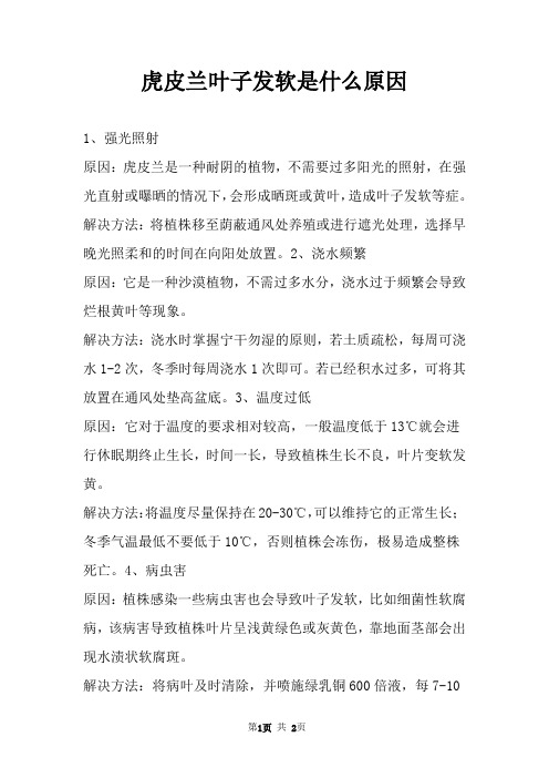 虎皮兰叶子发软是什么原因 