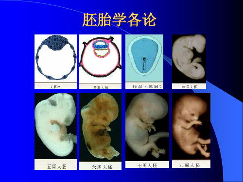 胚胎学各论 颜面的发生页PPT文档