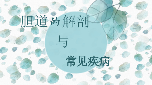 胆囊解剖及常见疾病