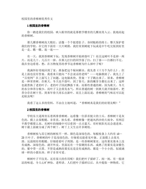 校园里的香樟树优秀作文