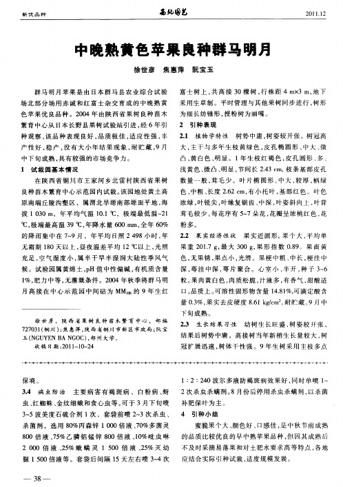 中晚熟黄色苹果良种群马明月