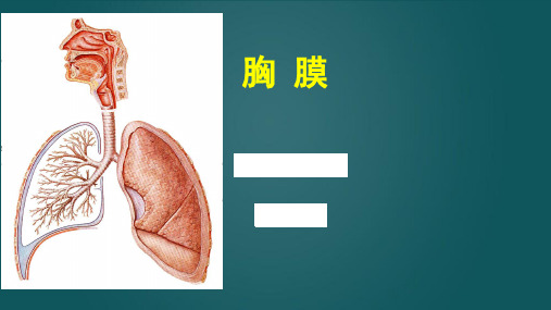 2.1.4 胸膜
