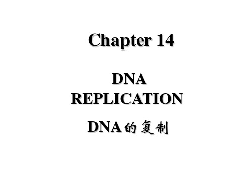 基础分子生物学Chapter14  DNA的复制