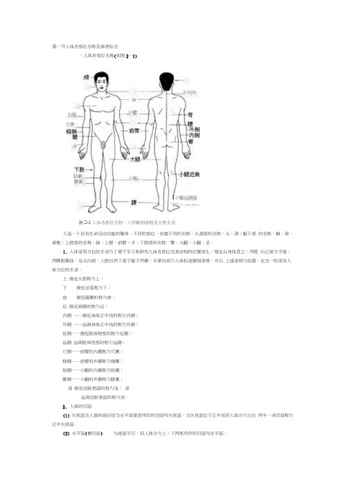 人体骨骼解剖