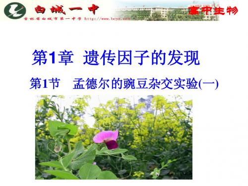 第1章  遗传因子的发现   第1节    孟德尔的豌豆杂交实验(一)