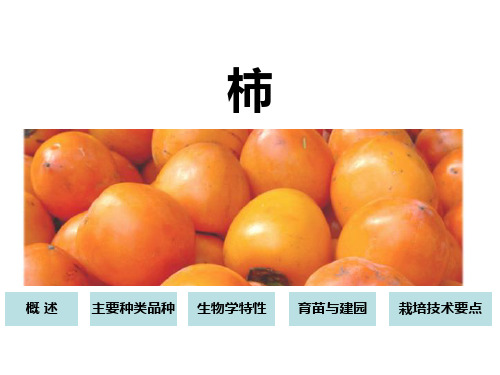 柿