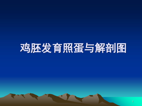 鸡胚发育照蛋与解剖图PPT