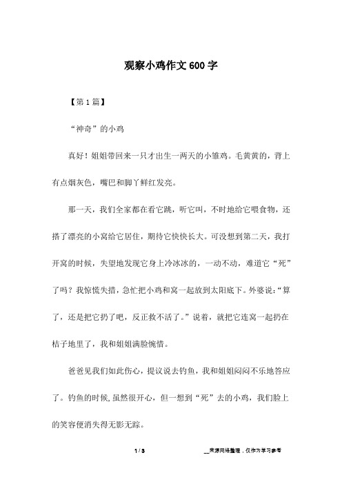 观察小鸡作文600字