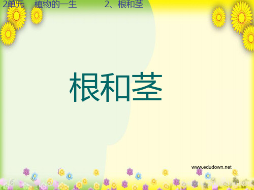 (苏教版)小学科学三下《根和茎》PPT课件(同课异构)(1)