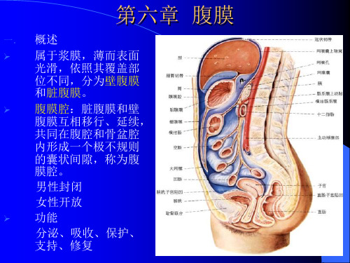 人体解剖学课件：腹膜