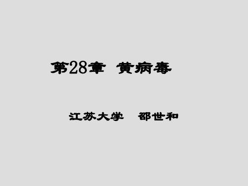 第28章 黄病毒