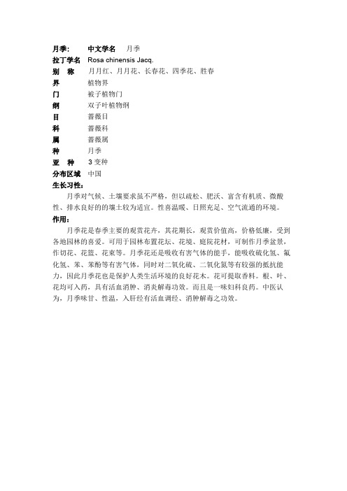 月季