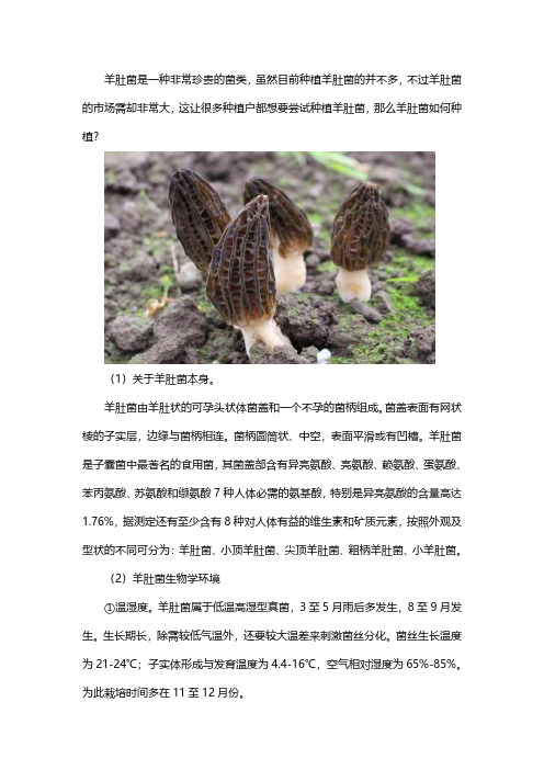 羊肚菌产品、种植技术及种植模式