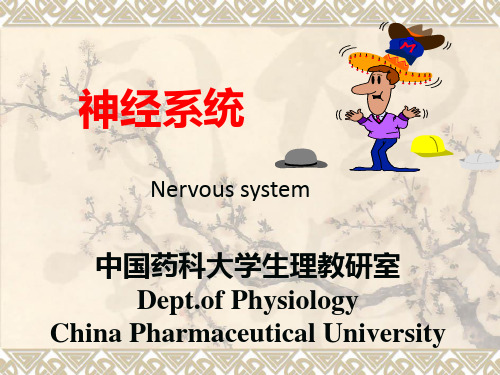 神经系统