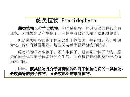 蕨类