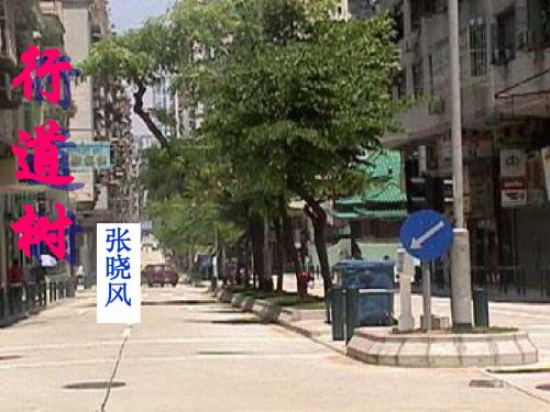 短文两篇-行道树
