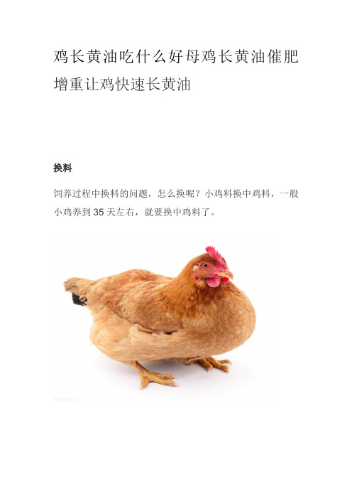 鸡长黄油吃什么好母鸡长黄油催肥增重让鸡快速长黄油