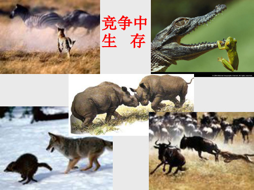 八年级政治竞争合作课件