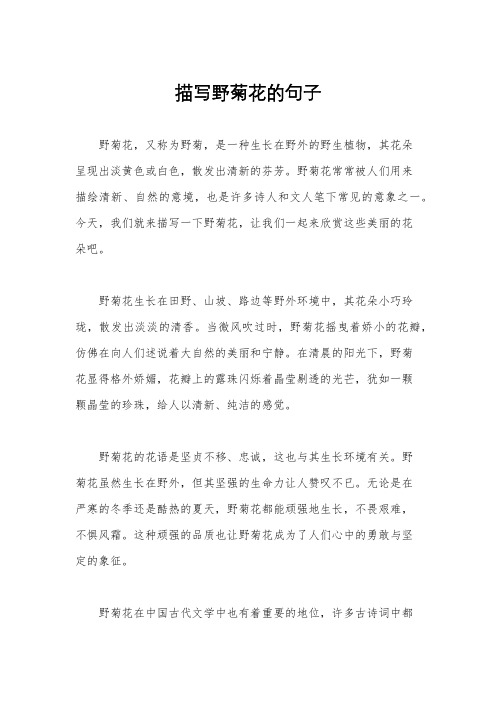 描写野菊花的句子