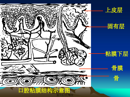 口腔粘膜