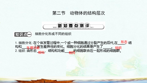 七年级生物上册2.2.2动物体的结构层次复习课件新版新人教版ppt版本
