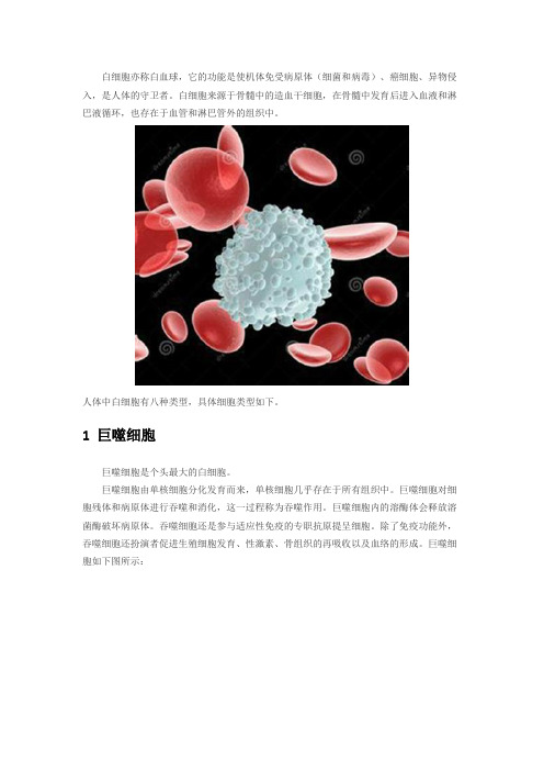人体八种白细胞类型