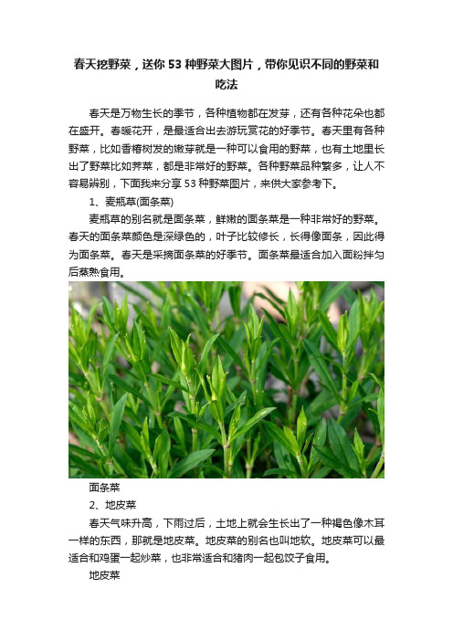 春天挖野菜，送你53种野菜大图片，带你见识不同的野菜和吃法