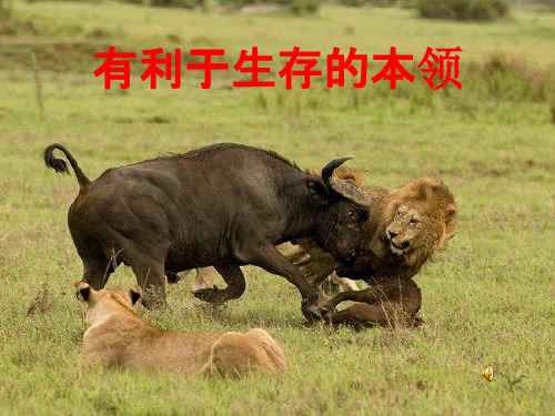 科学下册《有利于生存的本领》课件